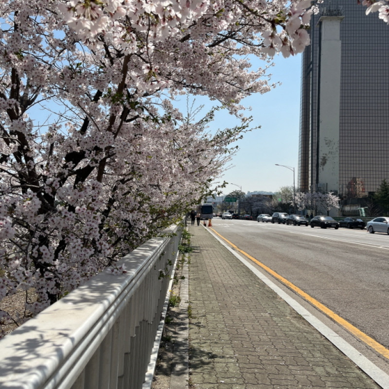 [나이스택스] 여의도 한강공원 나들이 첨부 이미지